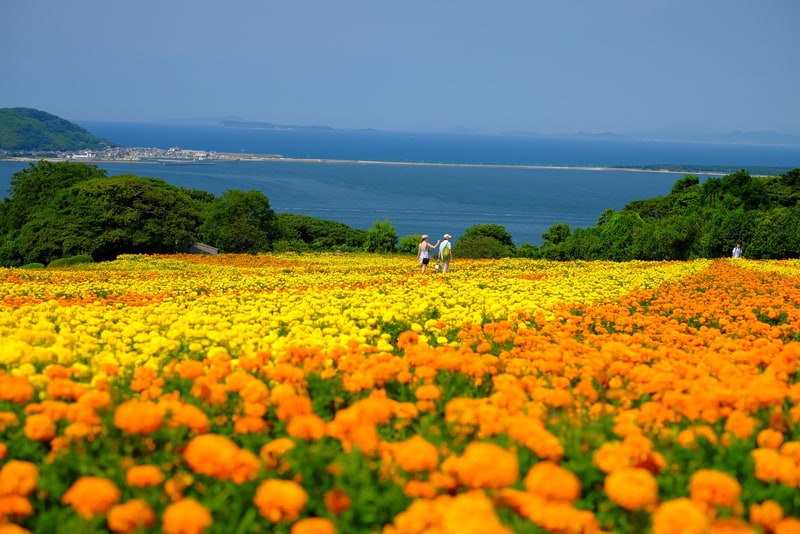 能古島の丘一面の花畑と博多湾